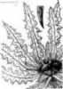 Cirsium Esculentum Extract 